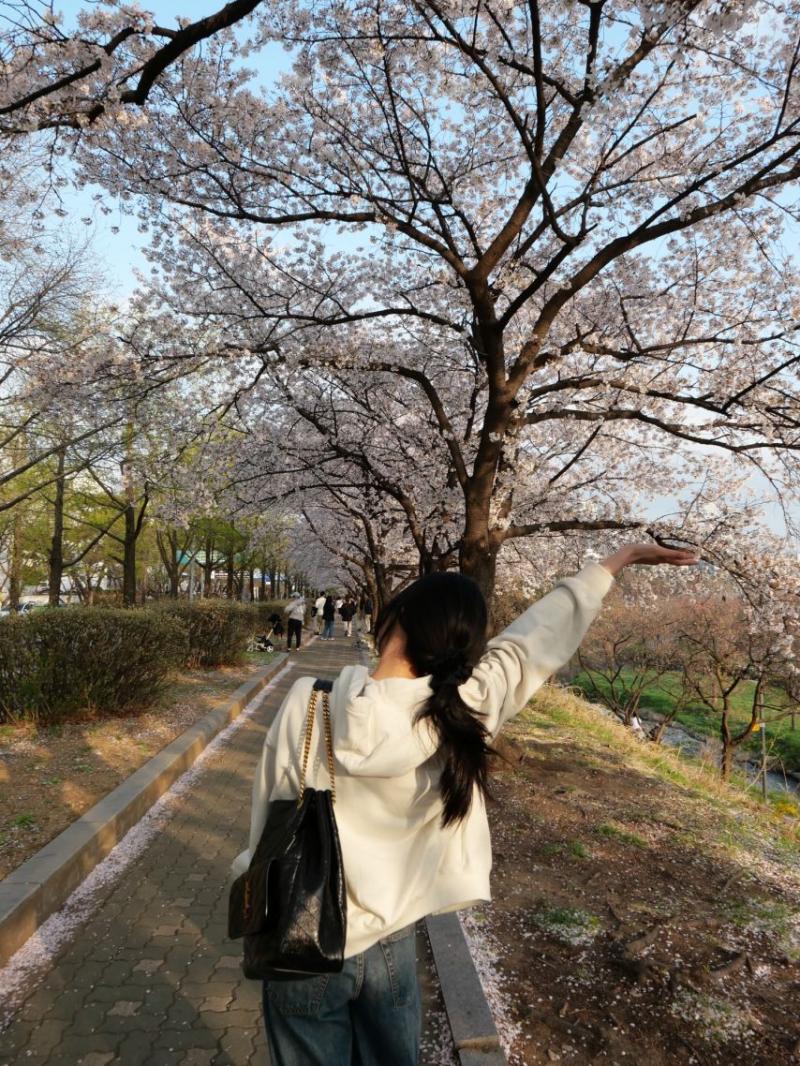 홍화연