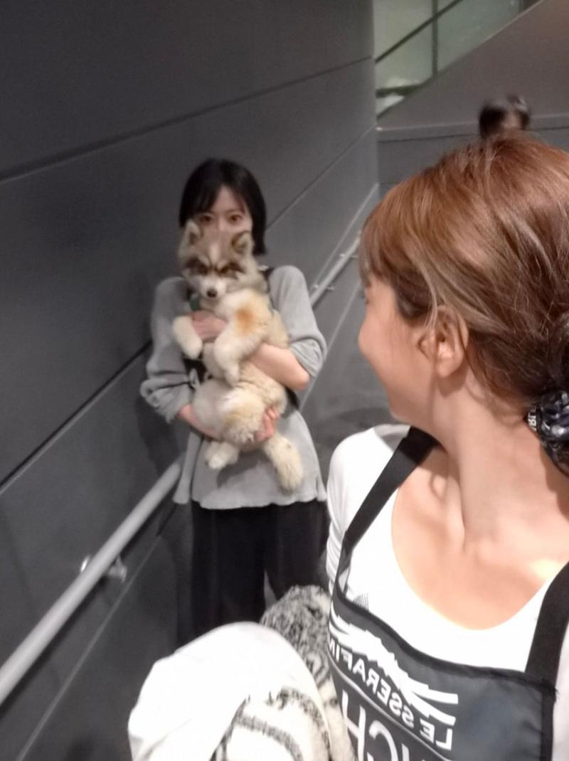 르세라핌 사쿠라
