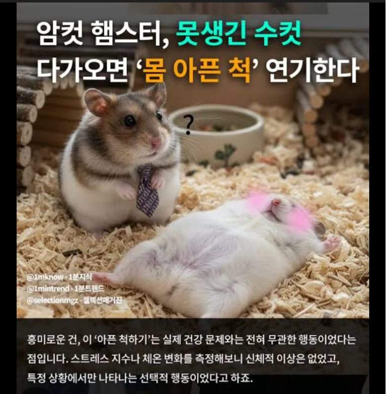 이토인들 아내나 여친이 자주 아픈 이유 ㅠㅠ