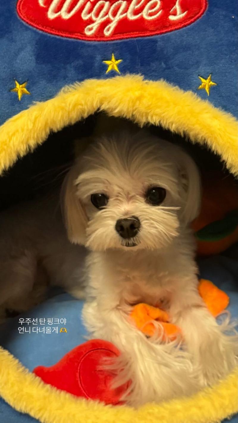 에이핑크 초롱,보미,은지,남주