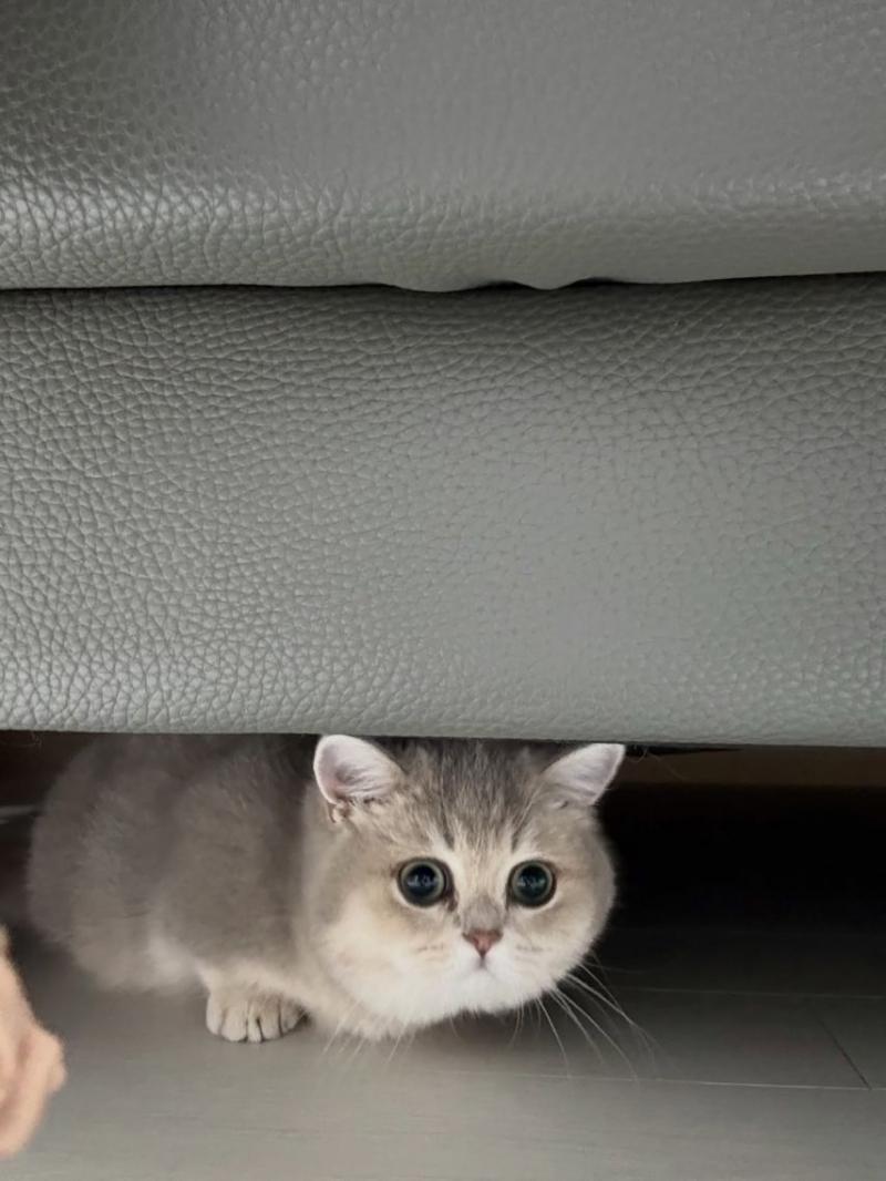 신수현 인별