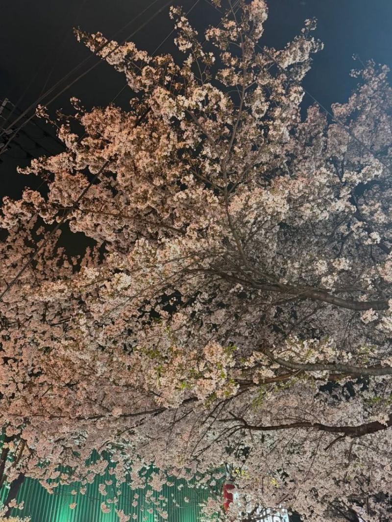 신시아 SNS