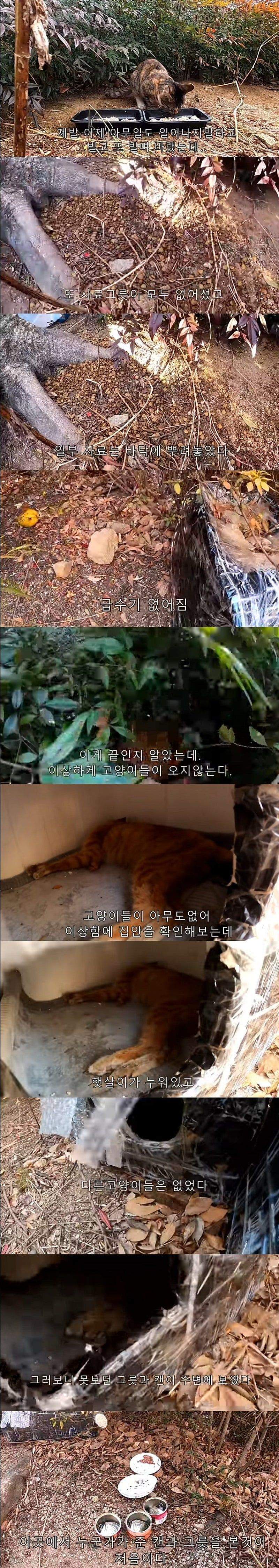 고양이 죽어서 과학수사대 부른 유튜버