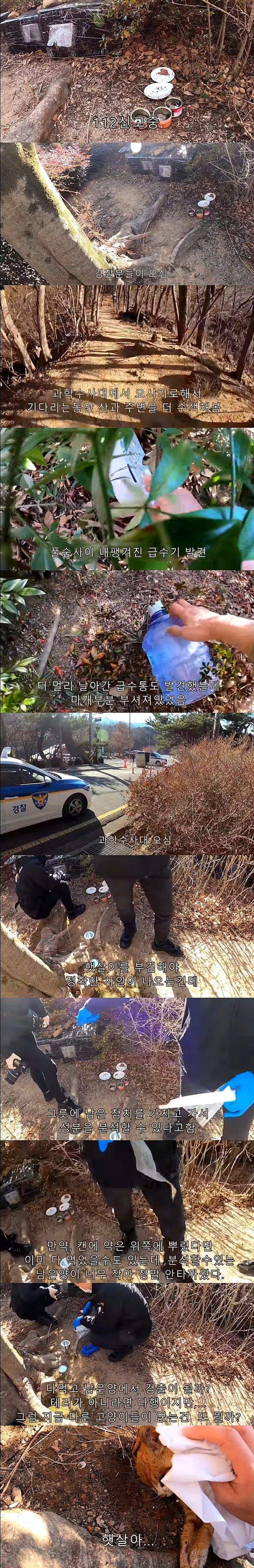 고양이 죽어서 과학수사대 부른 유튜버