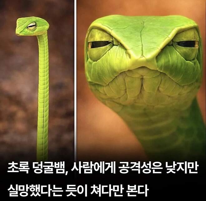 중대장이냐?