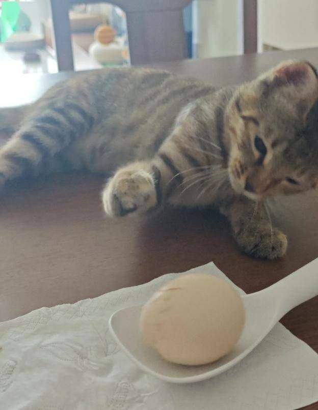 뜨거운 열기에 당황하면서도 끝까지 맞서는 고양이.
