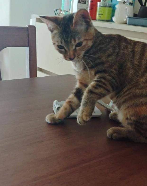 뜨거운 열기에 당황하면서도 끝까지 맞서는 고양이.
