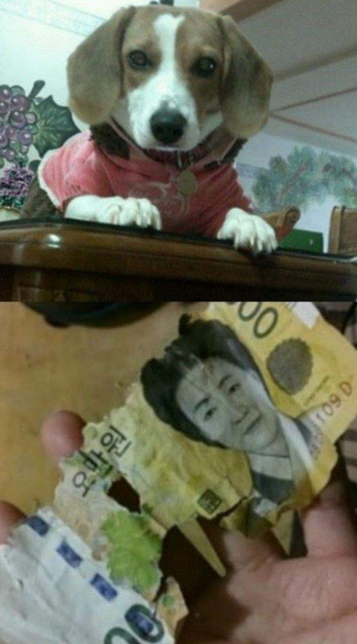 5만원짜리 간식