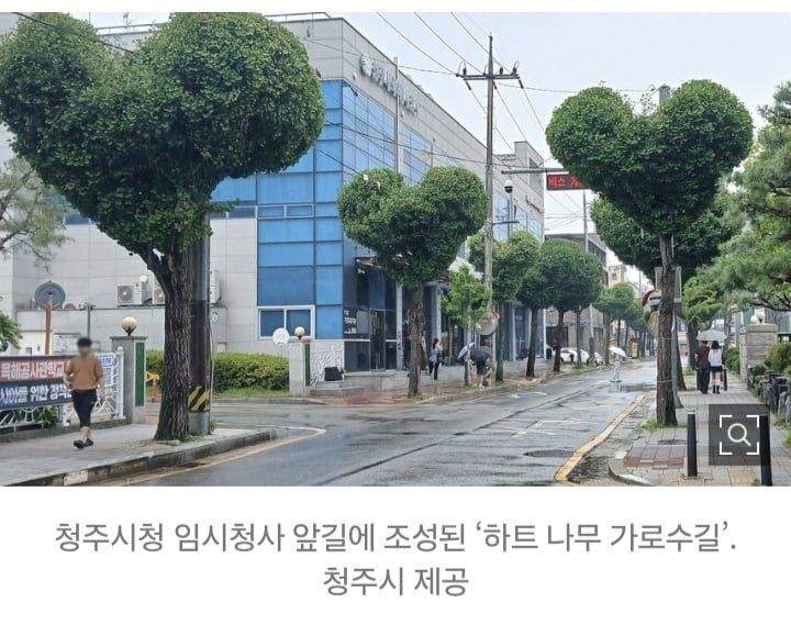 호불호 갈린다는 청주 가로수길 ㄷㄷ