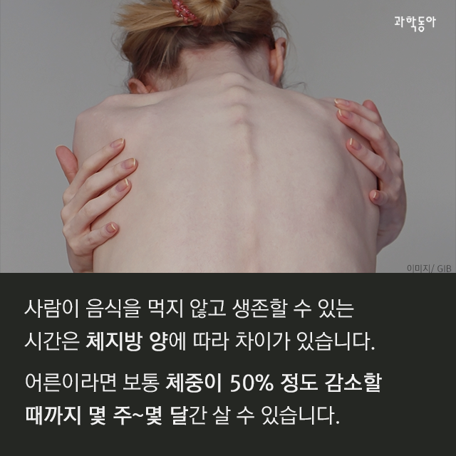 동물별로 음식 없이 버틸 수 있다는 기간
