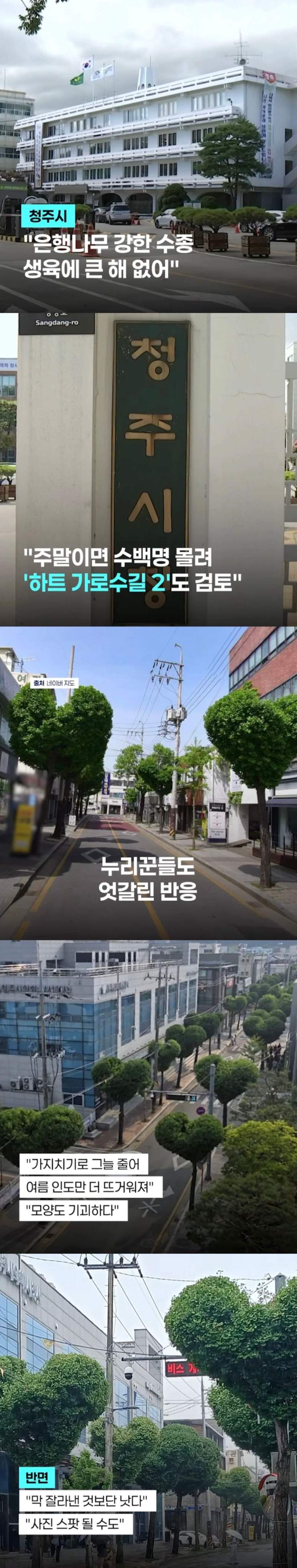 반응 갈린다는 청주 하트나무길