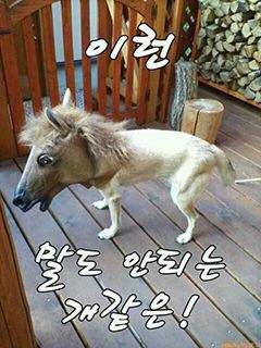 한국인은 이유없이 중국인을 싫어한다