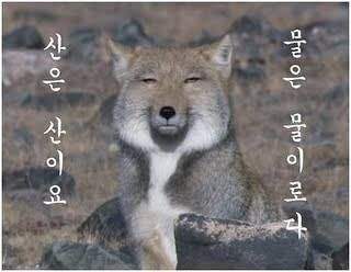 사람들은 잘 모르는 티벳여우의 사실