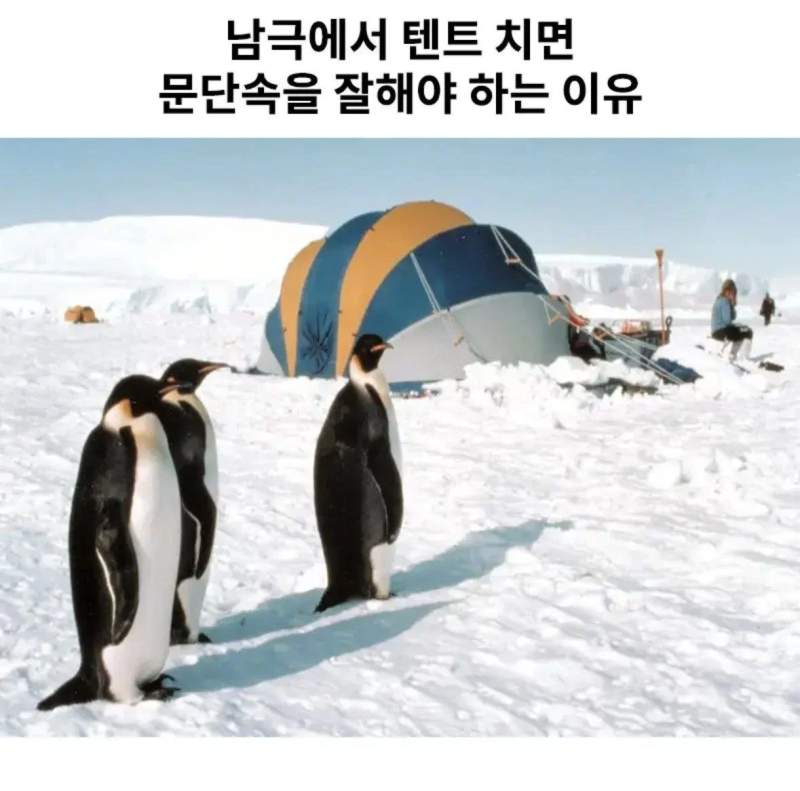 남극에서 텐트칠때 문단속해야하는 이유