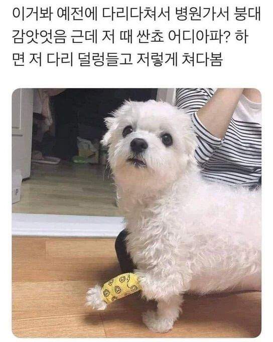 강아지한테 어디 아프냐고 물어보면...