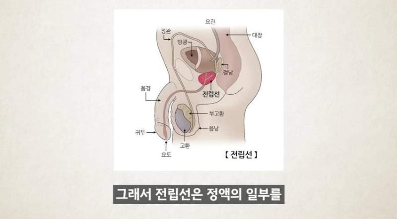 한달에 21번 사정하라.jpg