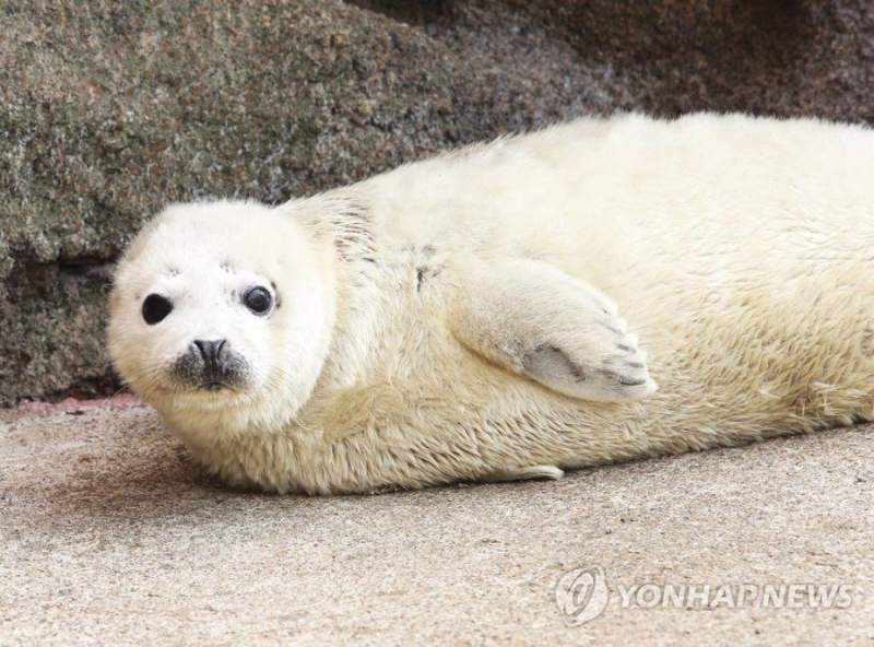 백령도에서 서식하는 희귀동물