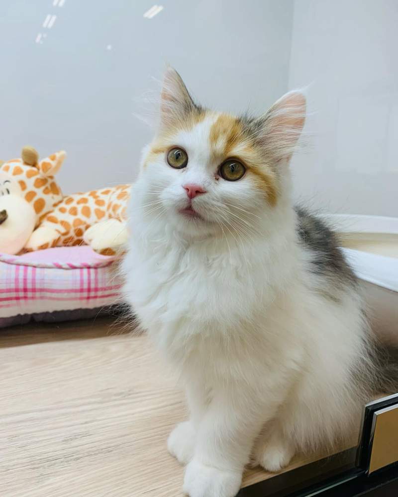 야옹이