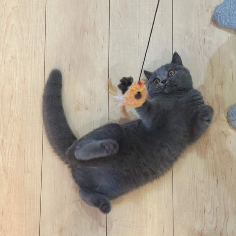 야옹이