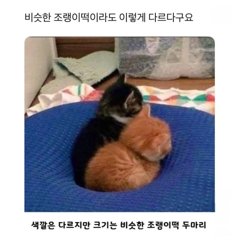 유독 거묘와 돼냥이들이 많이 발생한다는 고양이 털색