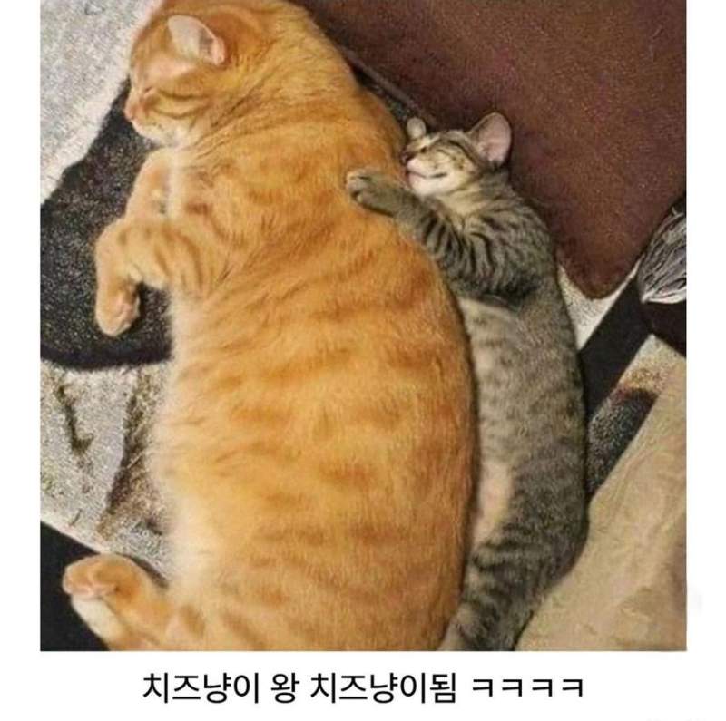 유독 거묘와 돼냥이들이 많이 발생한다는 고양이 털색