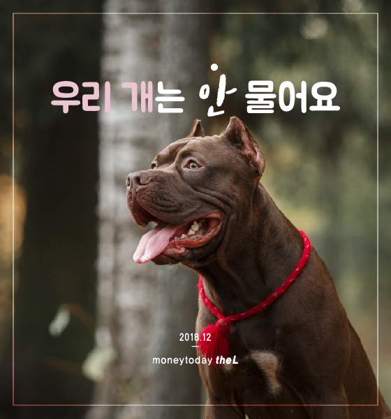 해운대 개 오프리쉬 사고