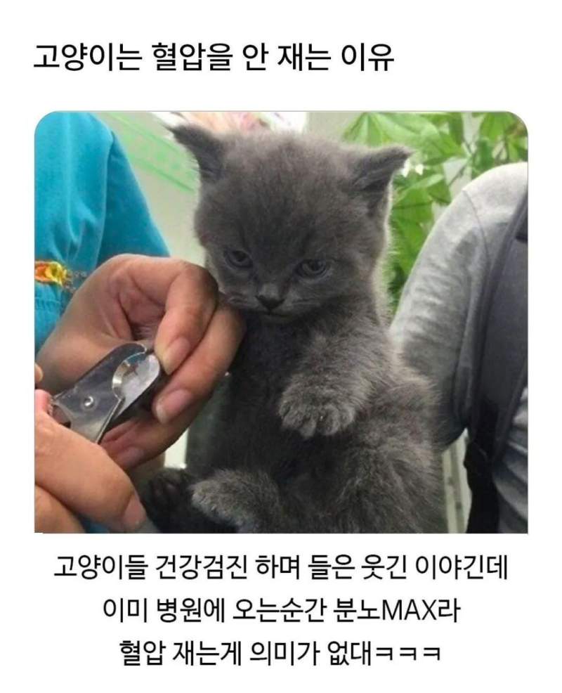 고양이 혈압 안재는 이유.