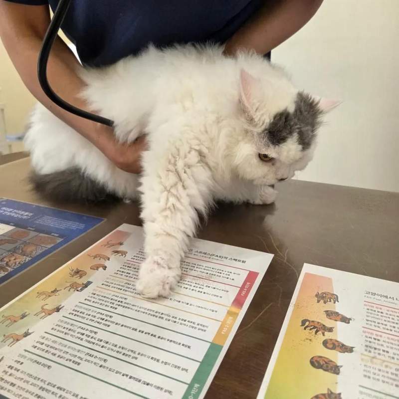 고양이 혈압 안재는 이유.