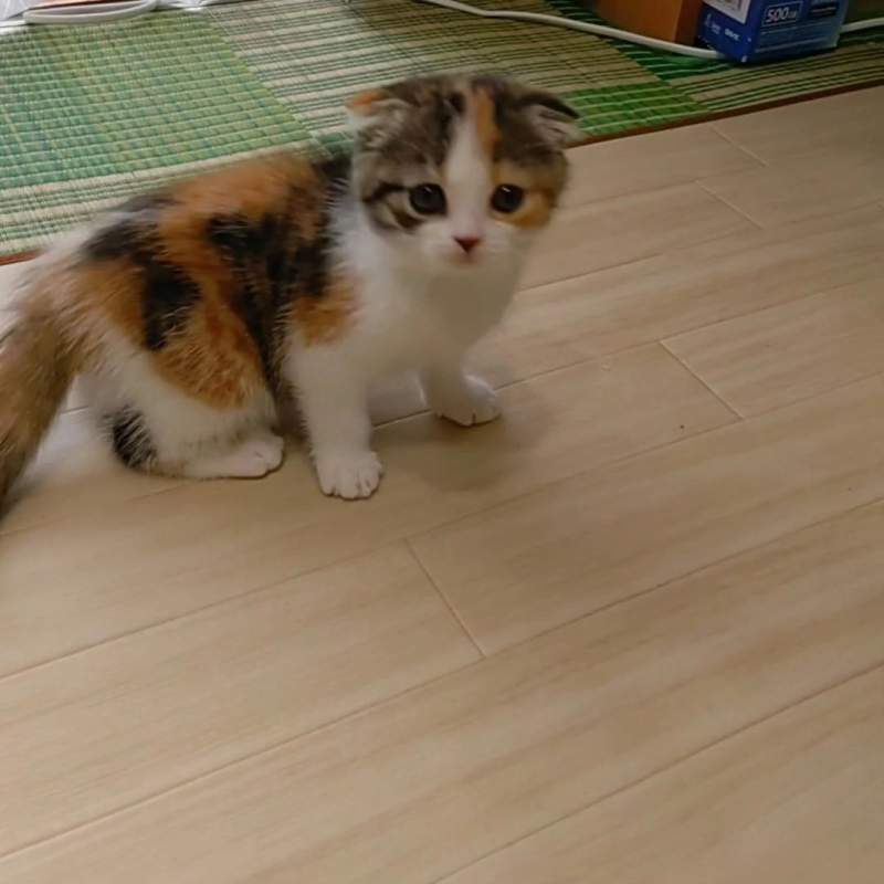 귀요미