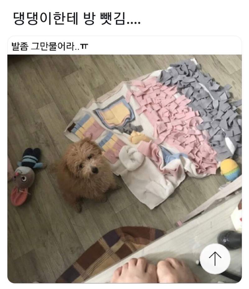 댕댕이한테 방 뺏김