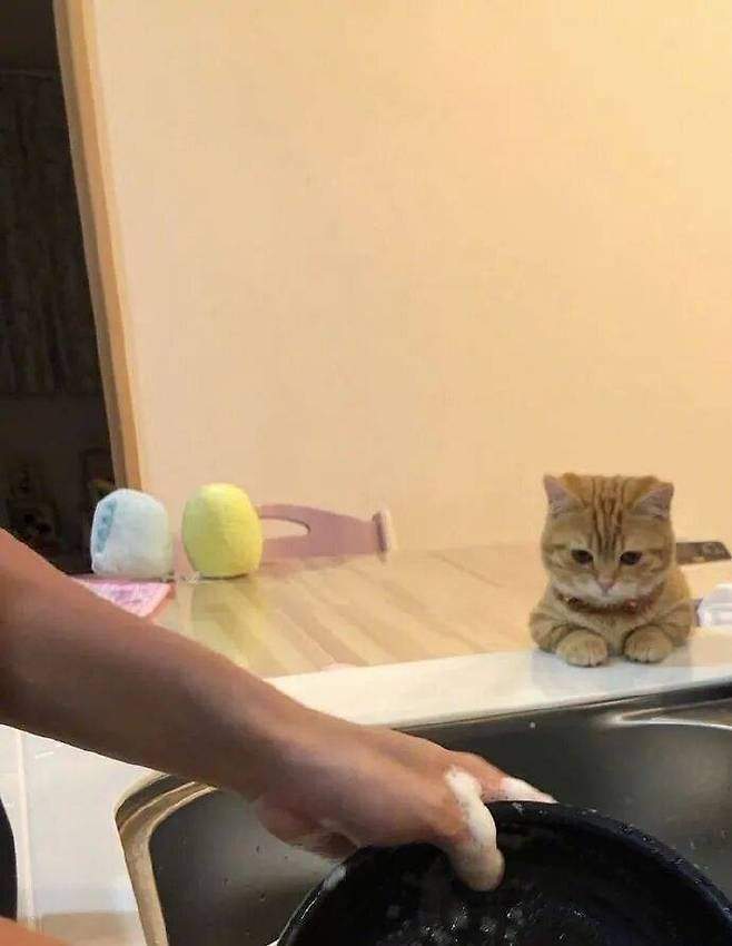 주인의 설거지 과정을 지켜보는 고양이 감독관.