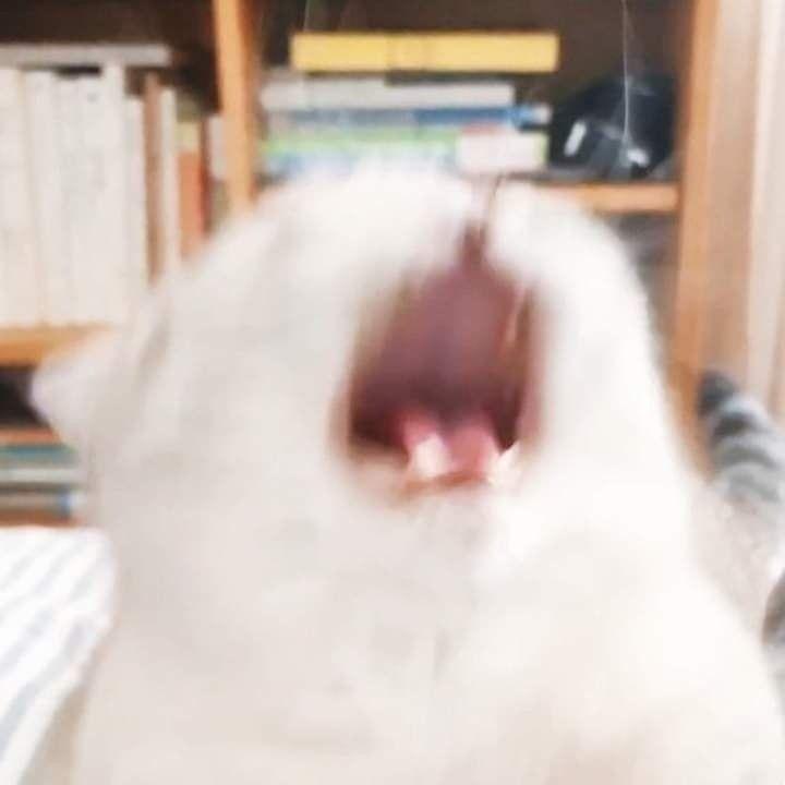 하츠투하츠 카르멘