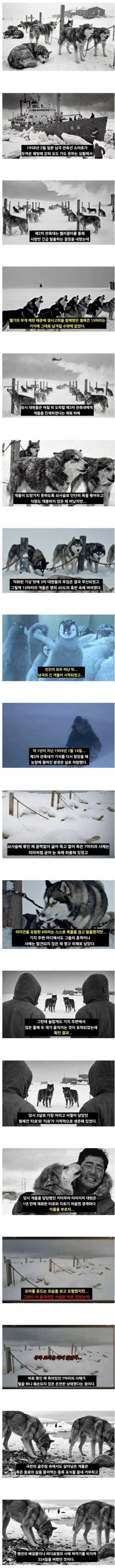 남극에 15마리 개를 버리고 간 일본.