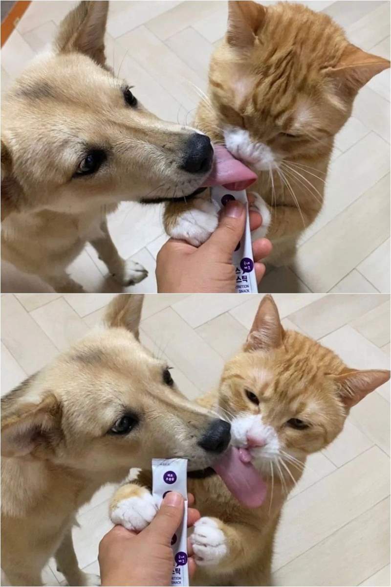 멍멍이와 냥이 혀길이.