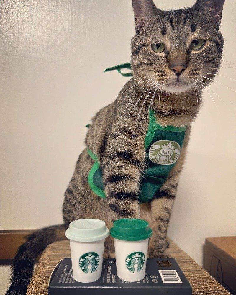 코스프레 냥이