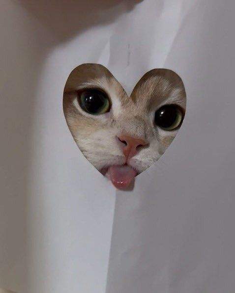 코스프레 냥이