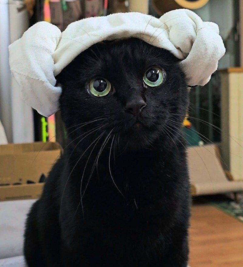코스프레 냥이