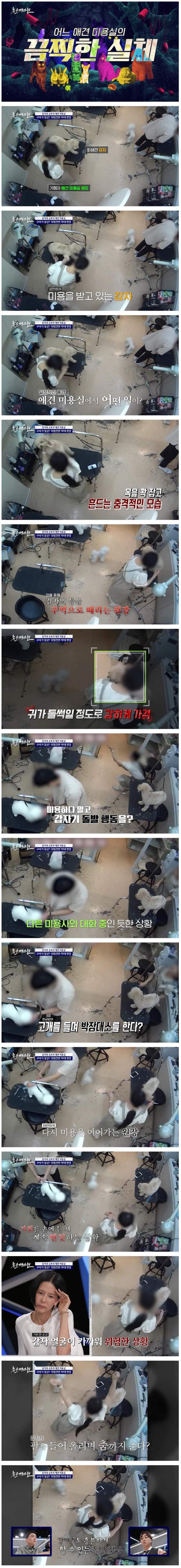 강아지 구타, 학대로 난리난 애견 미용실