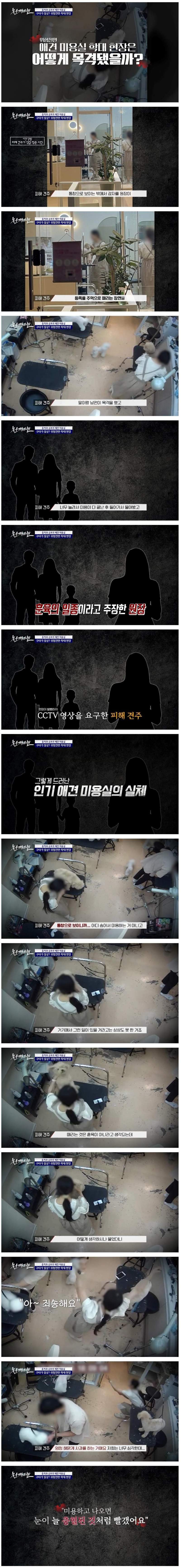 강아지 구타, 학대로 난리난 애견 미용실