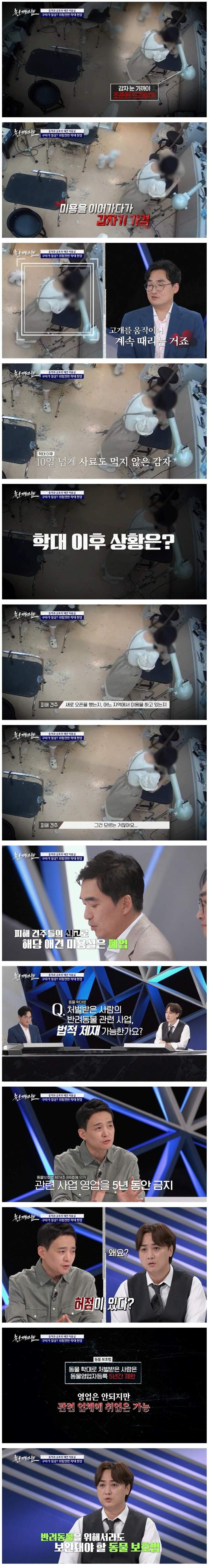 강아지 구타, 학대로 난리난 애견 미용실