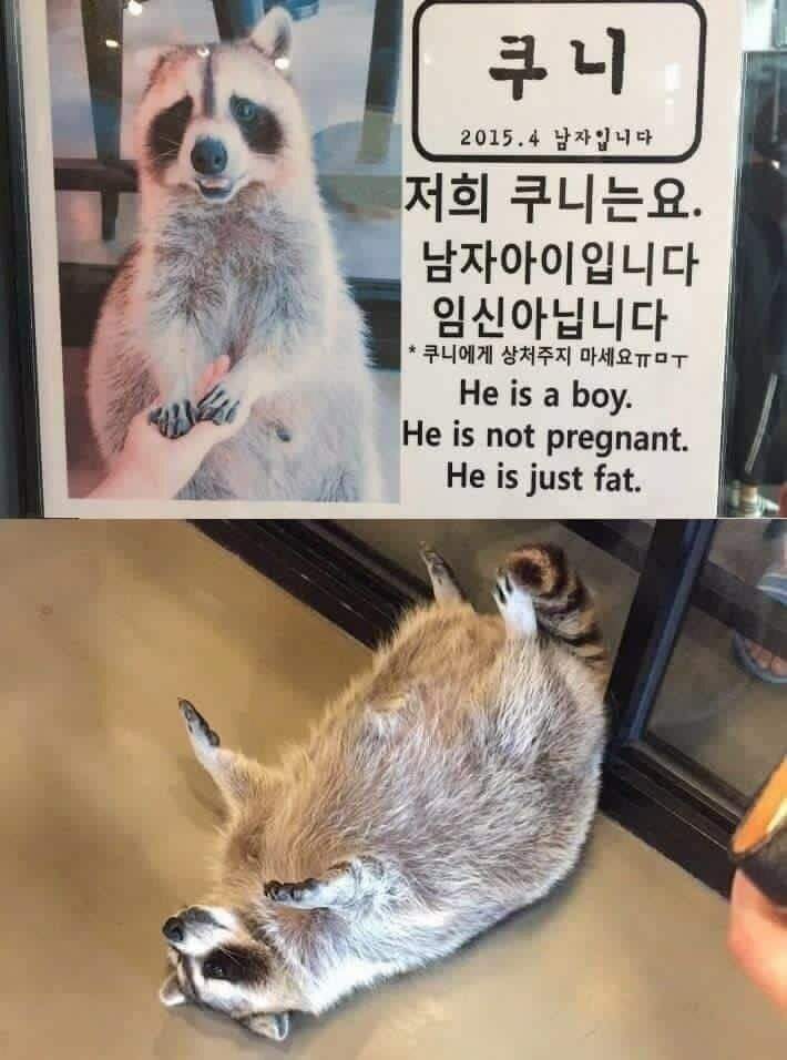 임신인가요?