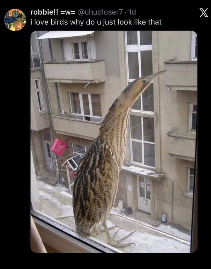 이상하게 생긴 새가 베란다에 옴.jpg