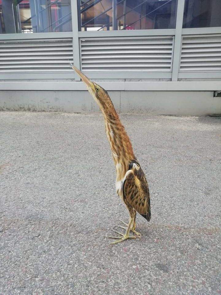이상하게 생긴 새가 베란다에 옴.jpg