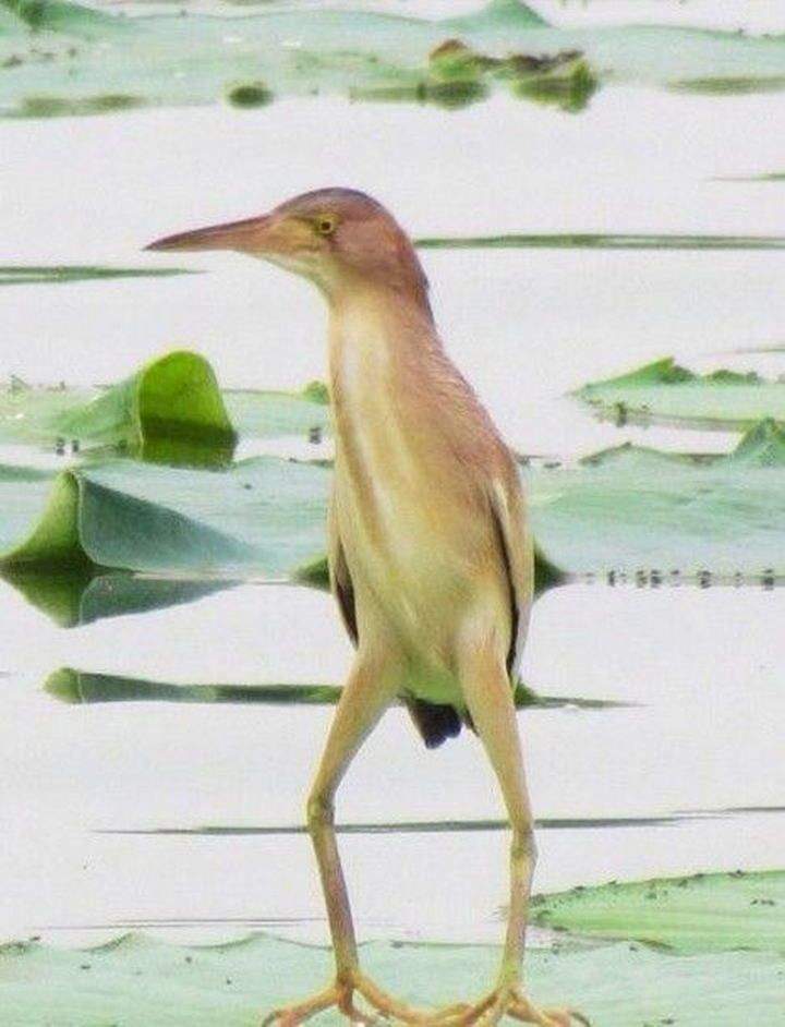 이상하게 생긴 새가 베란다에 옴.jpg