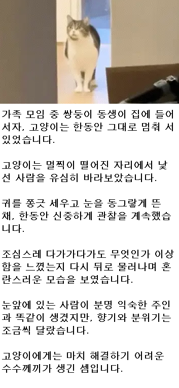 쌍둥이 동생을 집사로 착각하고 당황한 고양이.