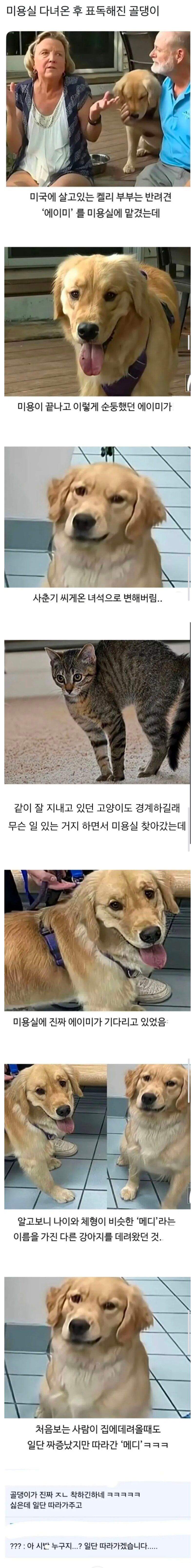 미용실 다녀온 후 표독해진 골댕이
