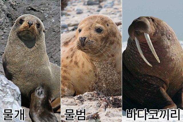 물개는 왜 이름이 ‘물개’ 일까요?