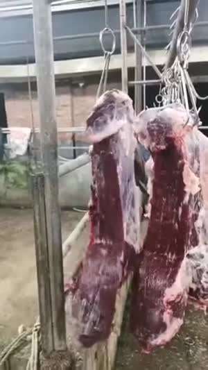저그 번데기
