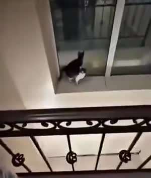 소리] 용기내서 냥이 구하기.mp4