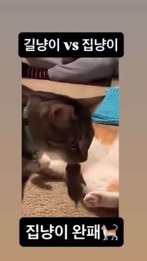 겁많은 집냥이....ㅋㅋㅋㅋㅋㅋㅋㅋㅋ